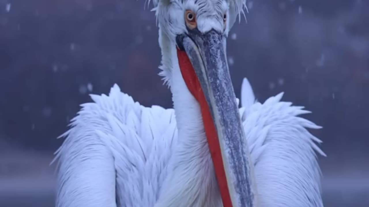 Dalmatian pelicans in beautiful wintery lake Kerkini❄️