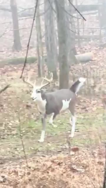 Piebald deer traipsing around the forest carefree