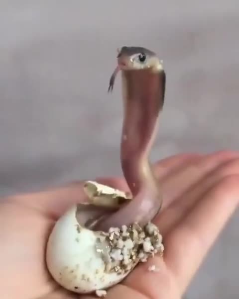Baby Cobra