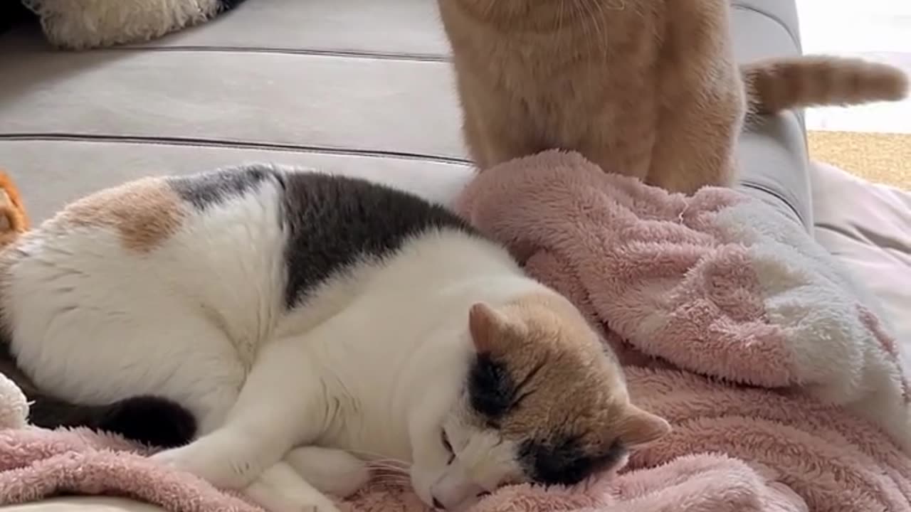Funny animal video