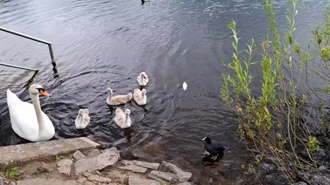 The Bagger Lake in Biesdorf, Berlin, Germany is a Bird Paradise!