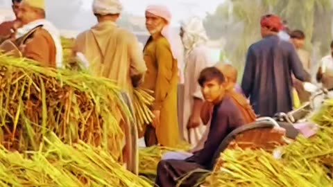Village Life Morning Routine #maxrecords #larkana #sindh #pakistan