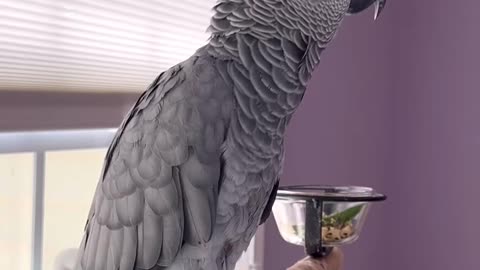 parrot says alexa farts and it’s hilarious 😂