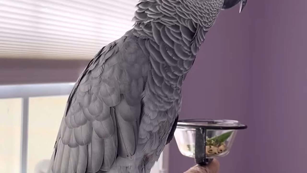 parrot says alexa farts and itโs hilarious ๐
