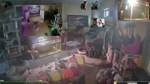 Caturday with The Cat Ranch Crew