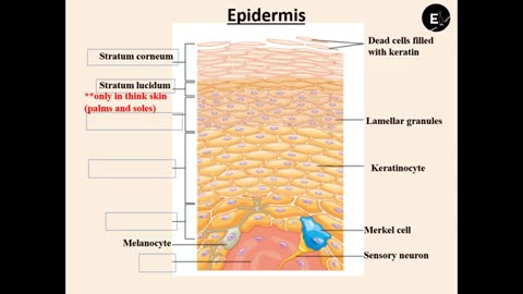 Practice identifying structures of the Skin