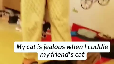 My pet won't let me pet another pet 🤣