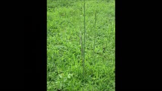 Tender And Sweet Asparagus June 2023