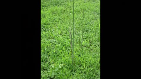 Tender And Sweet Asparagus June 2023