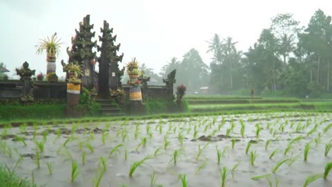 Drizzling Skies Above the Paddy Fields