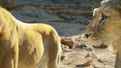 Mufasa 😍❤️ (Part - 49)....#reels #viralreels #reel #mufasa #animation #lastest #romantic #viralreel