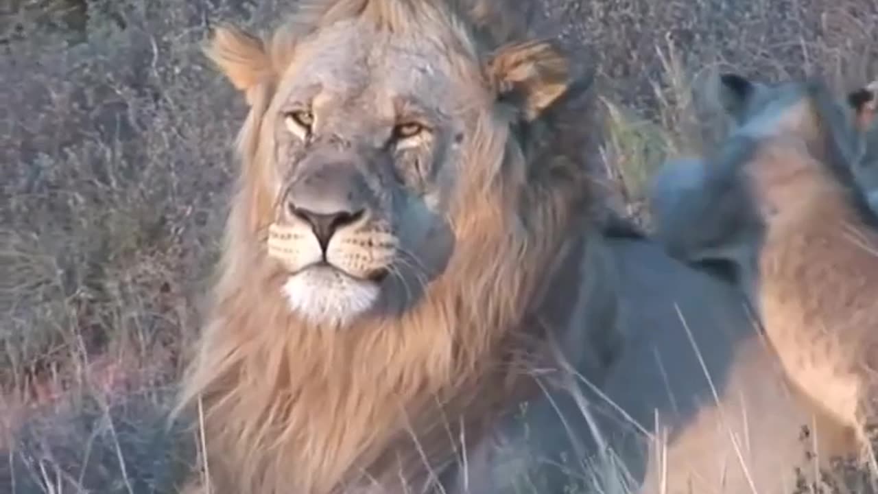 😮🐆 Lion Dad Babysitting His Cubs! | FeedMyCuriosity