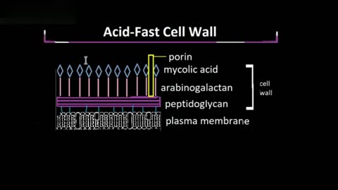 Acid-fast Cell Wall, Explained