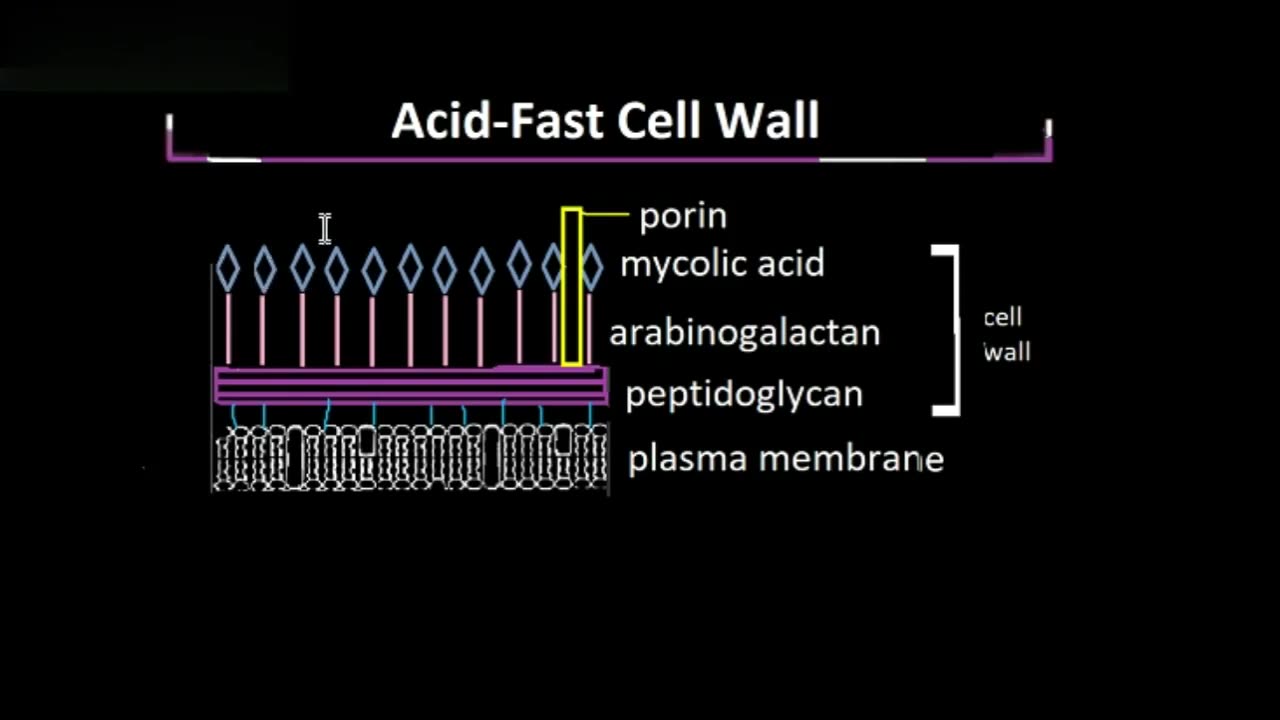 Acid-fast Cell Wall, Explained