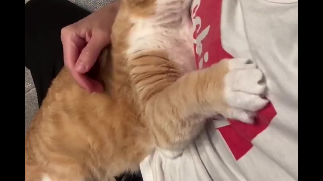 Whisker Whimsy: Non-Stop Funny Cat Compilation!
