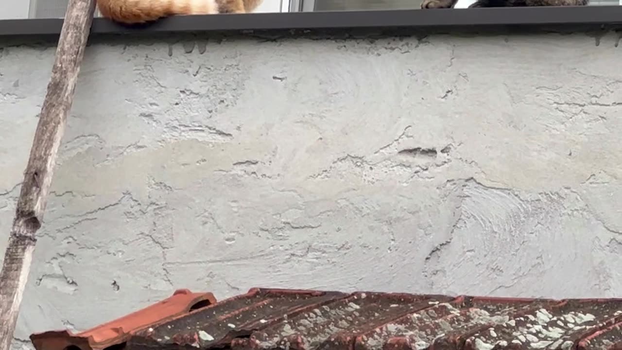 Black labrador barks on cat fighting each other