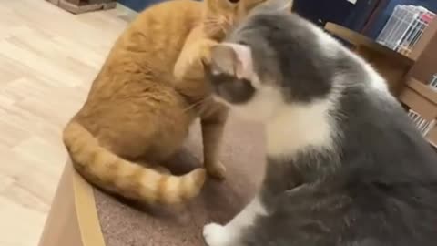 Punching a cat🐱
