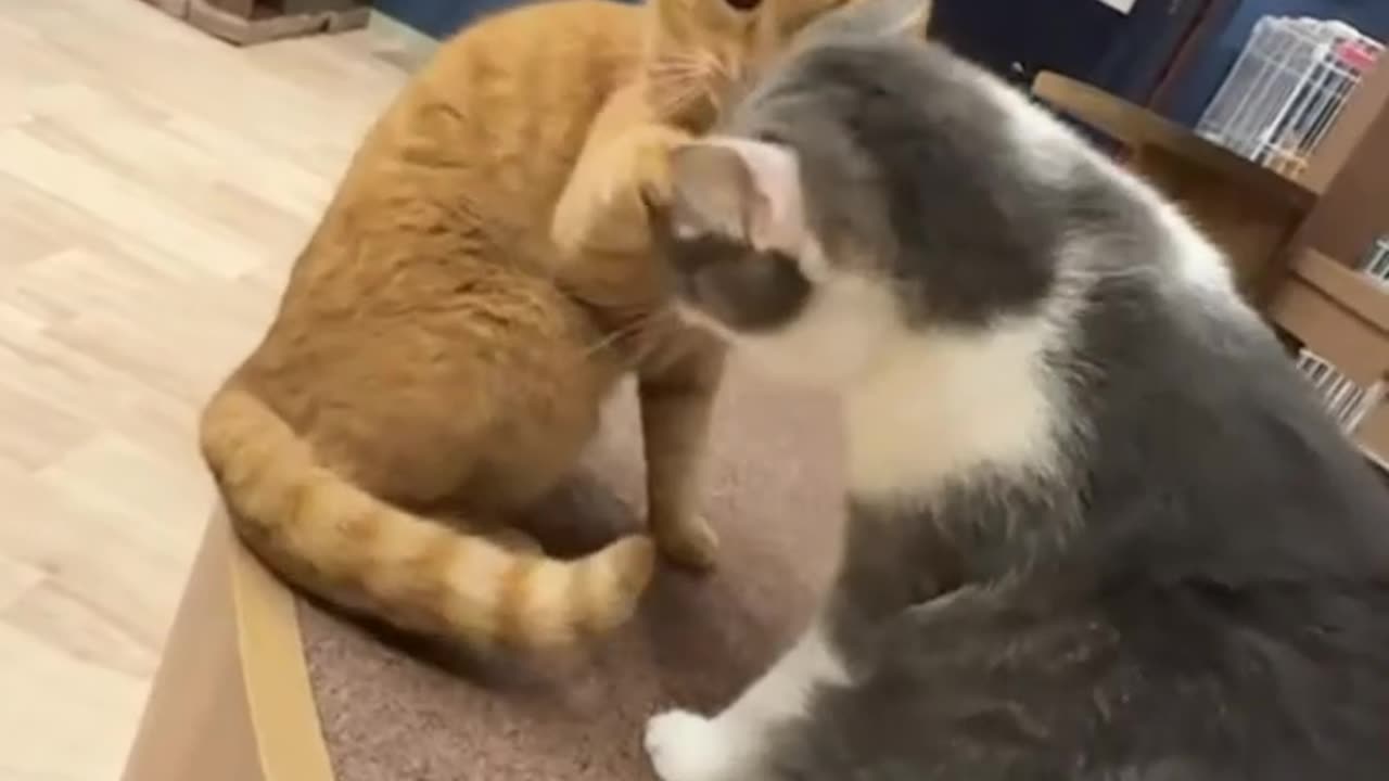 Punching a cat🐱