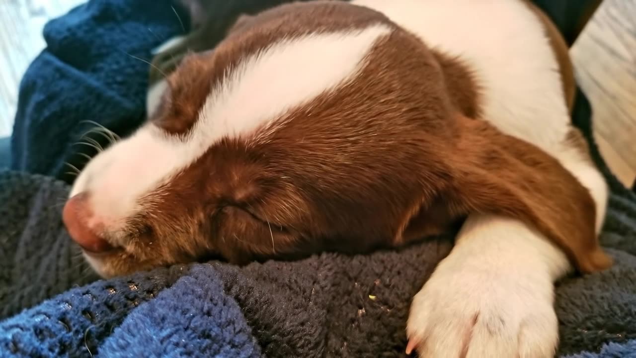OMG LOOK AT THE PUPPY