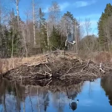 These beavers are evolving.. 😂