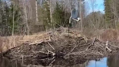 These beavers are evolving.. 😂