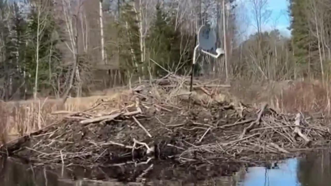 These beavers are evolving.. 😂