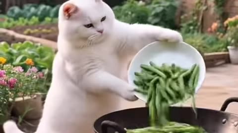 A baby cat enjoy the cooking