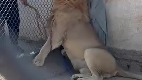 animals