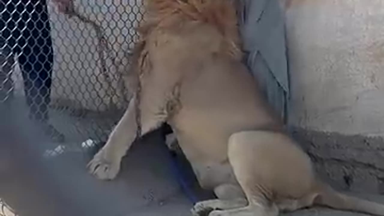 animals