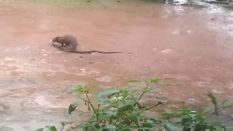 Epic Cobra 🐍 vs Mongoose ⚡ Wild Fight to the Finish – Who Wins? 🐾