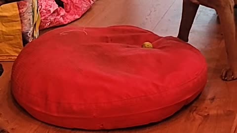 😂🐕 When You Give a "Hunting" Dog a Lime, EPIC Fail! | FunFM