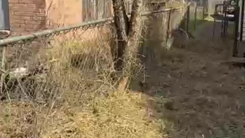 He comes to mow people's houses for free and the results are amazing.