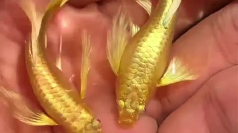 Very cute golden fishes