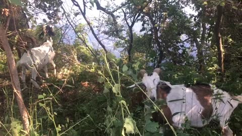 Goats come to lakeside for cleaning the grasses.