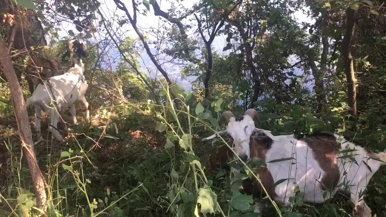 Goats come to lakeside for cleaning the grasses.