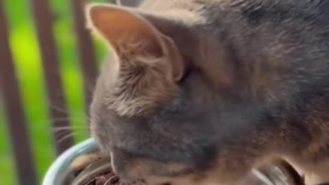 🐱🦊 Cat and Fox Friendship ❤️ | Cute Animal Friends | Adorable Pet Video 2025