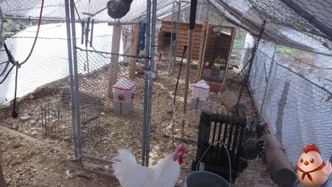 Chicken Live Stream