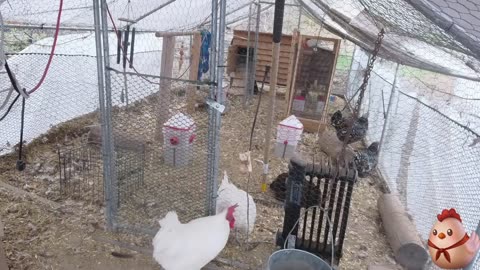 Chicken Live Stream