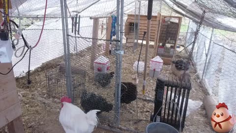 Chicken Live Stream