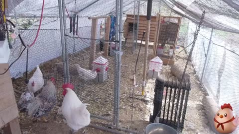 Chicken Live Stream