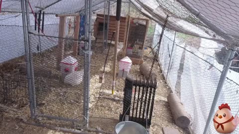 Chicken Live Stream