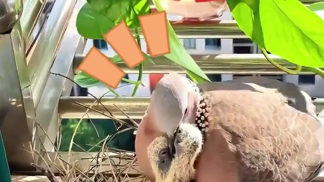 turtle dove