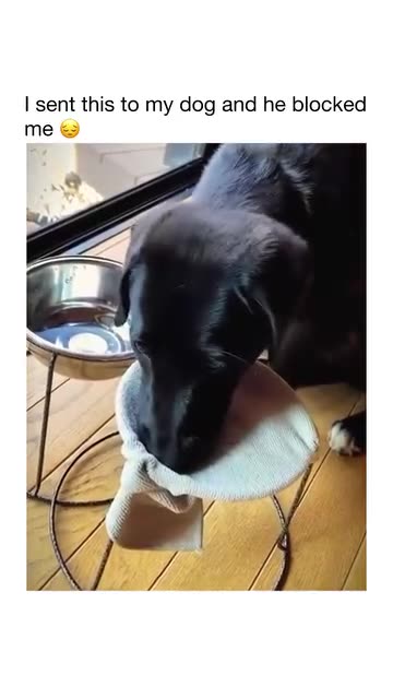 funny dog clips collection