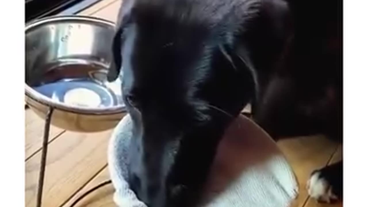 funny dog clips collection