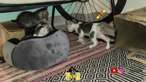 8th July Kitten Vlog #Patch #Alt #Mellow exploring PurrVilla
