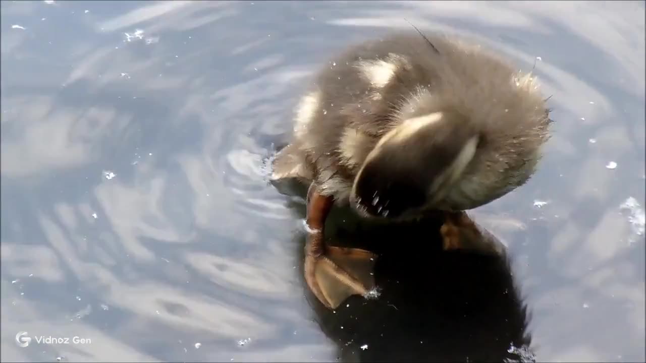 Fluffy Duckling Friends