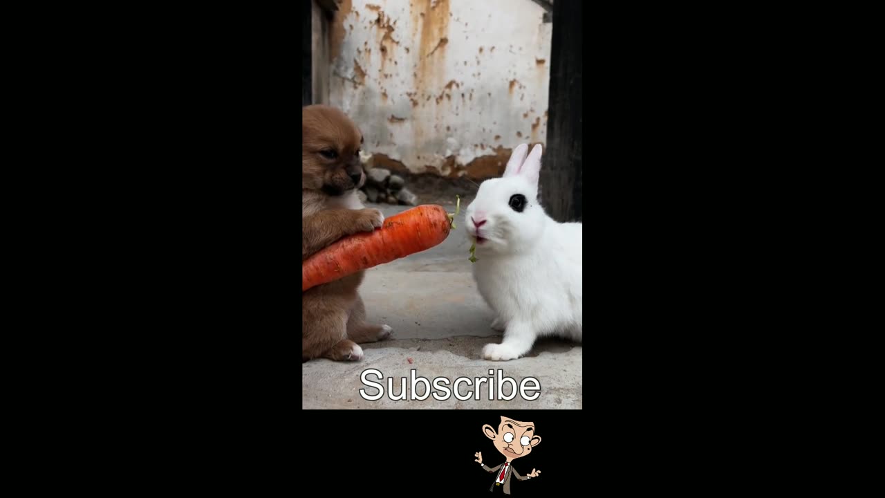 Funny video 2