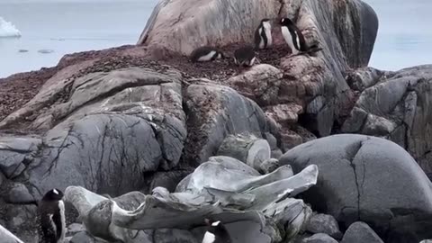 The Edge Of The World, Frozen In Time (Antarctica)