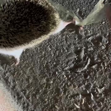 Please dispose of your garbage properly next time