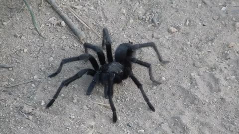 Tarantula.